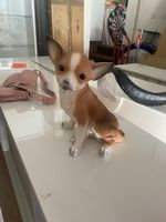 Chihuahua Statue, Deko Figur, Hündchen, wie neu!