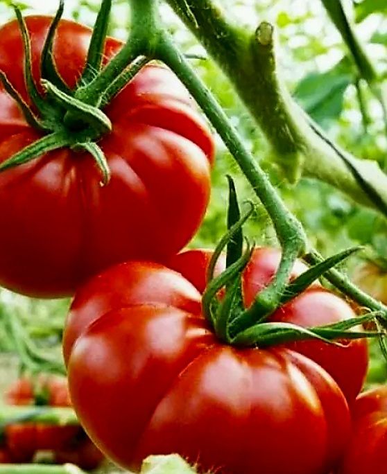 Piante & sementi: 50 Samen Fleischiges Tomat MARMANDE – Nuovo e nell'imballaggio originale da Rovio venduto da POSITIFFARTandPLANTS 2