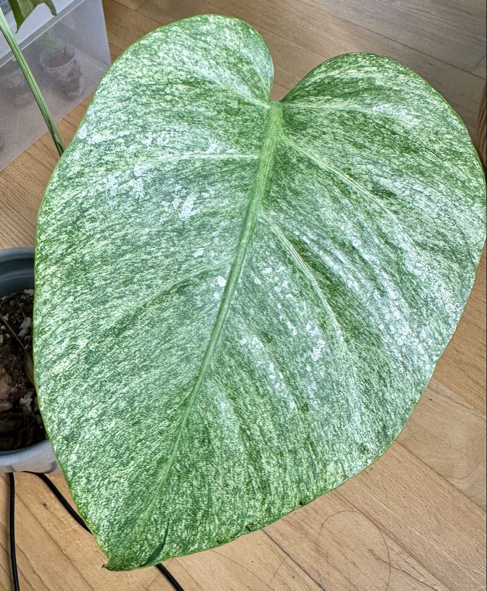 Pflanzen & Samen: Monstera Jungle Mint🌿💗 – Gebraucht aus Bülach von Nanuk123 1