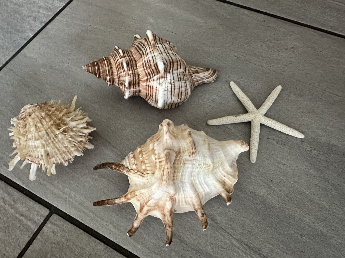 Fossili: Sieben grosse Muscheln und Seesterne – Nuovo (secondo la descrizione) da Rafz venduto da Dilifledermaus 2