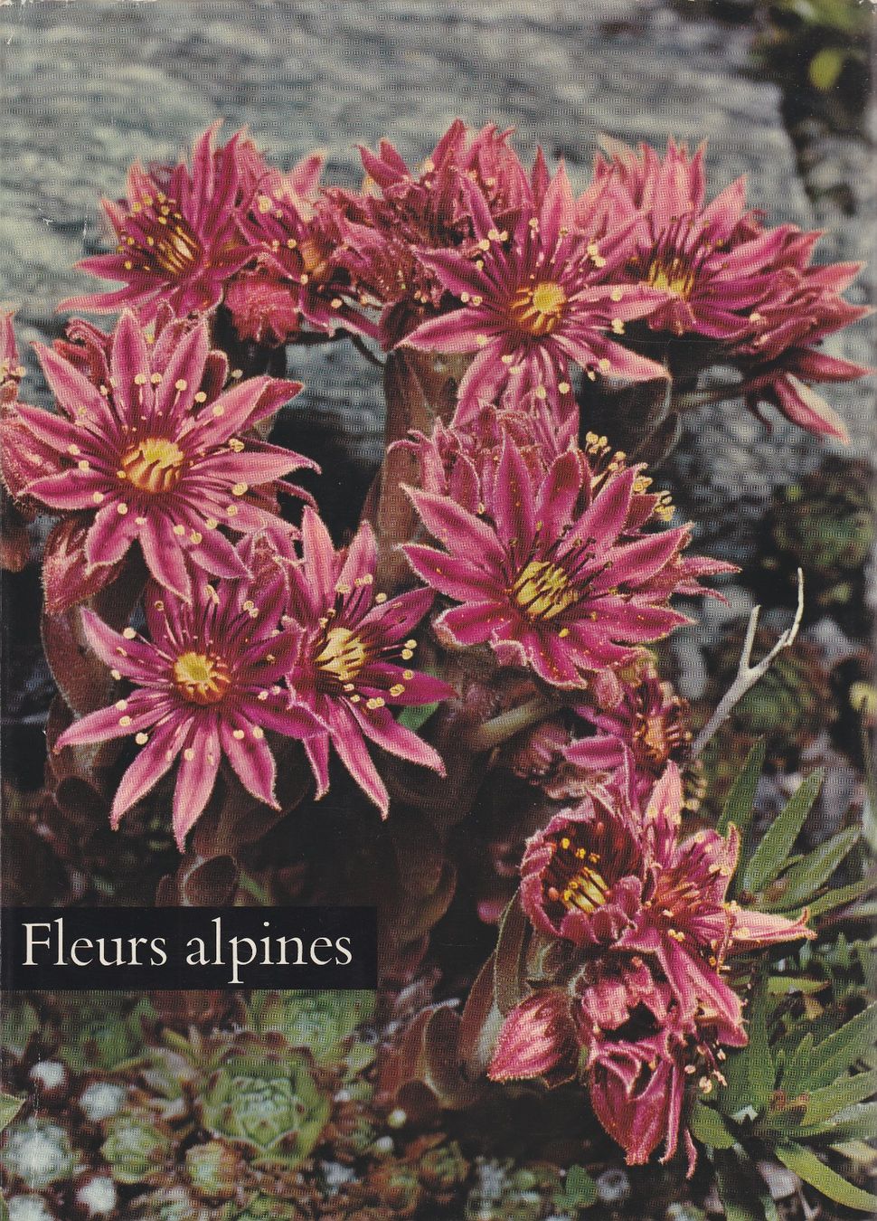 Libri: fleurs alpines – Usato da Brislach venduto da Geraldrudolf
