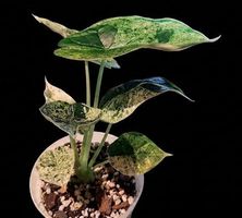 Atemberaubende Alocasia Dragon Scale Mint Variegata