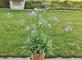 Schmucklilie (Agapanthus) blau – in voller Entfaltung