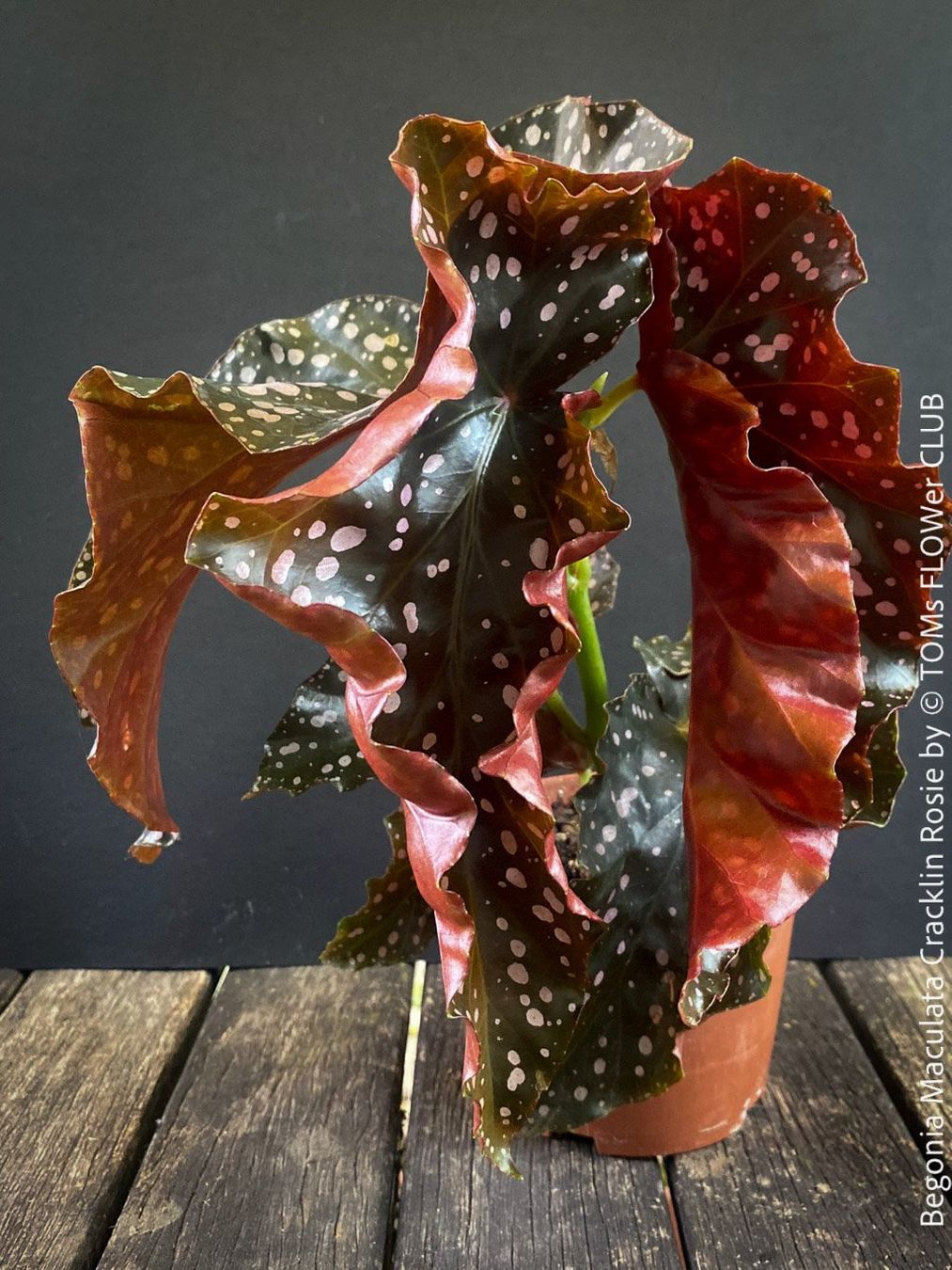 Pflanzen & Samen: Begonia Maculata Cracklin Rosie - einzigartige Farben – Neu und originalverpackt aus Adliswil von TAKEYOURPLANT 7