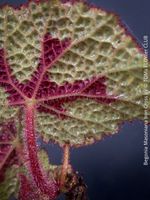 Begonia Masoniana Iron Cross - ein tropisches Kunstwerk