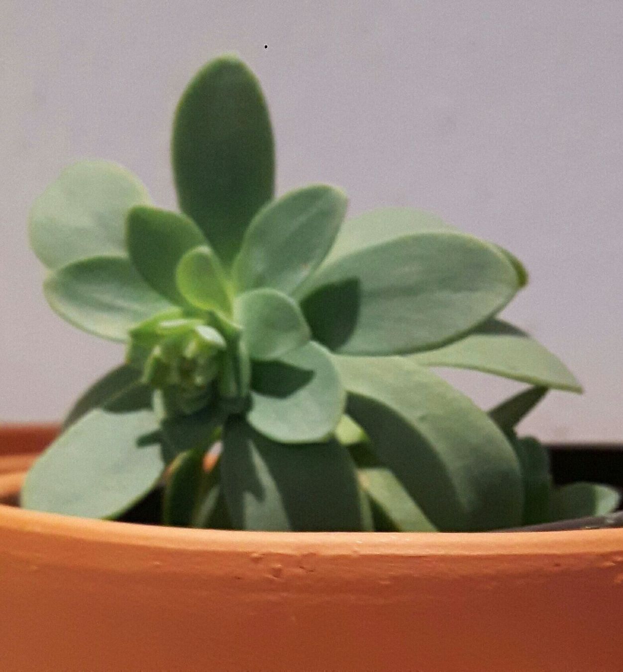 Piante & sementi: Mediterane palmeri pflanze – Nuovo (secondo la descrizione) da Ibach venduto da chaemilochhobbygarte 2