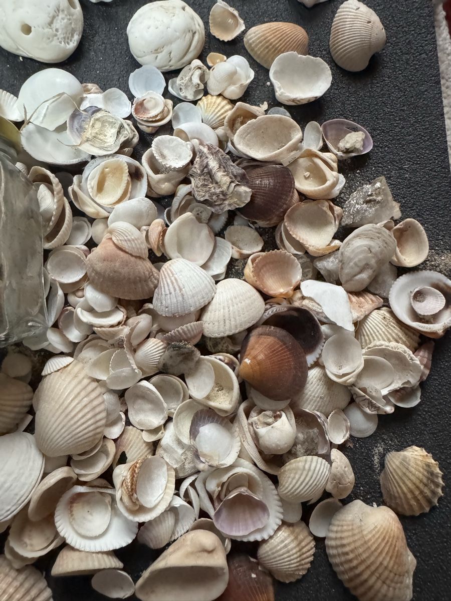 Fossili: Diverse Muscheln – Usato da Massagno venduto da ilm_vd96 5