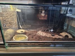 Glas Terrarium 100x50x50