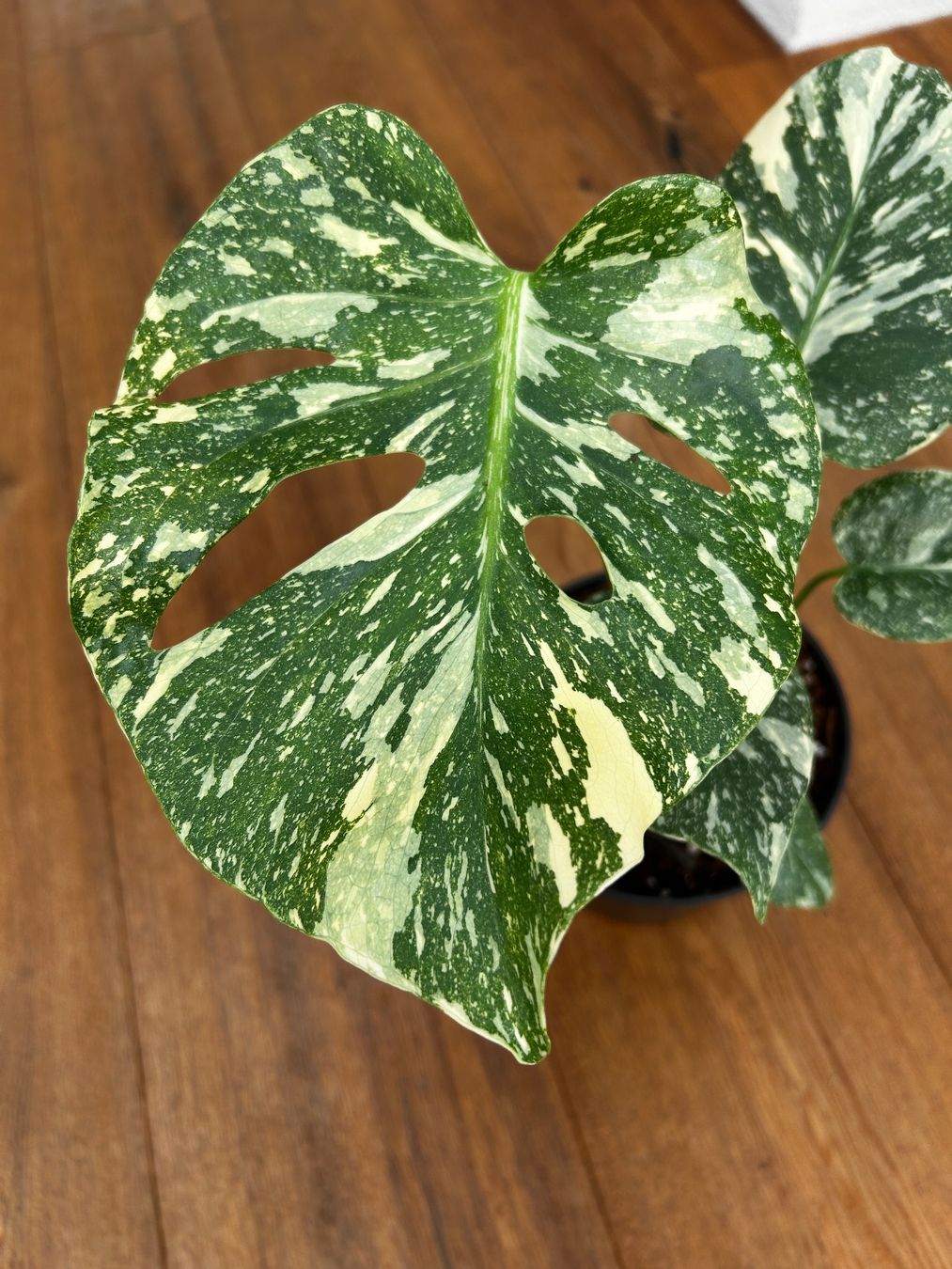 Piante & sementi: Monstera Thai Constellation💚 – Usato da Wattwil venduto da Mikesplantshop 2