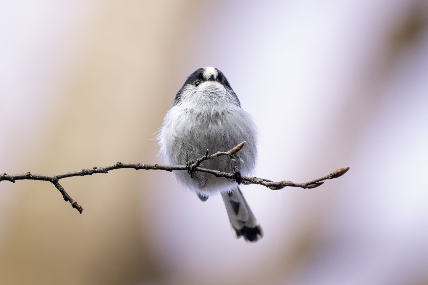 Nikon Obiettivi: Nikkor Z800mm S F6.3 – Usato da Martigny venduto da nicolagreco96 5