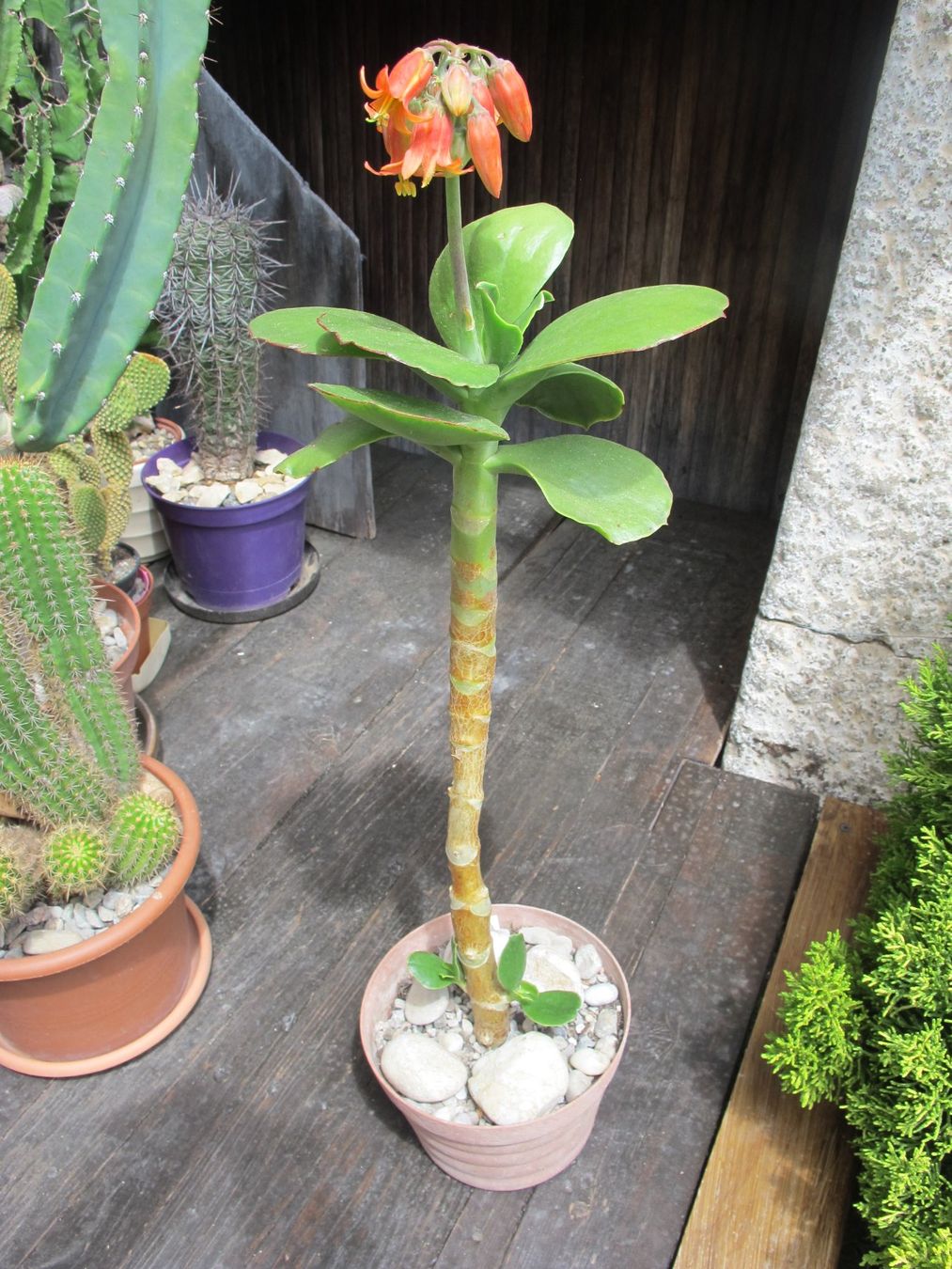 Piante & sementi: Cotyledon    ( orbiculata var. oblonga 'Macrantha' ) – Usato da Emmenbrücke venduto da Tacitus0 1