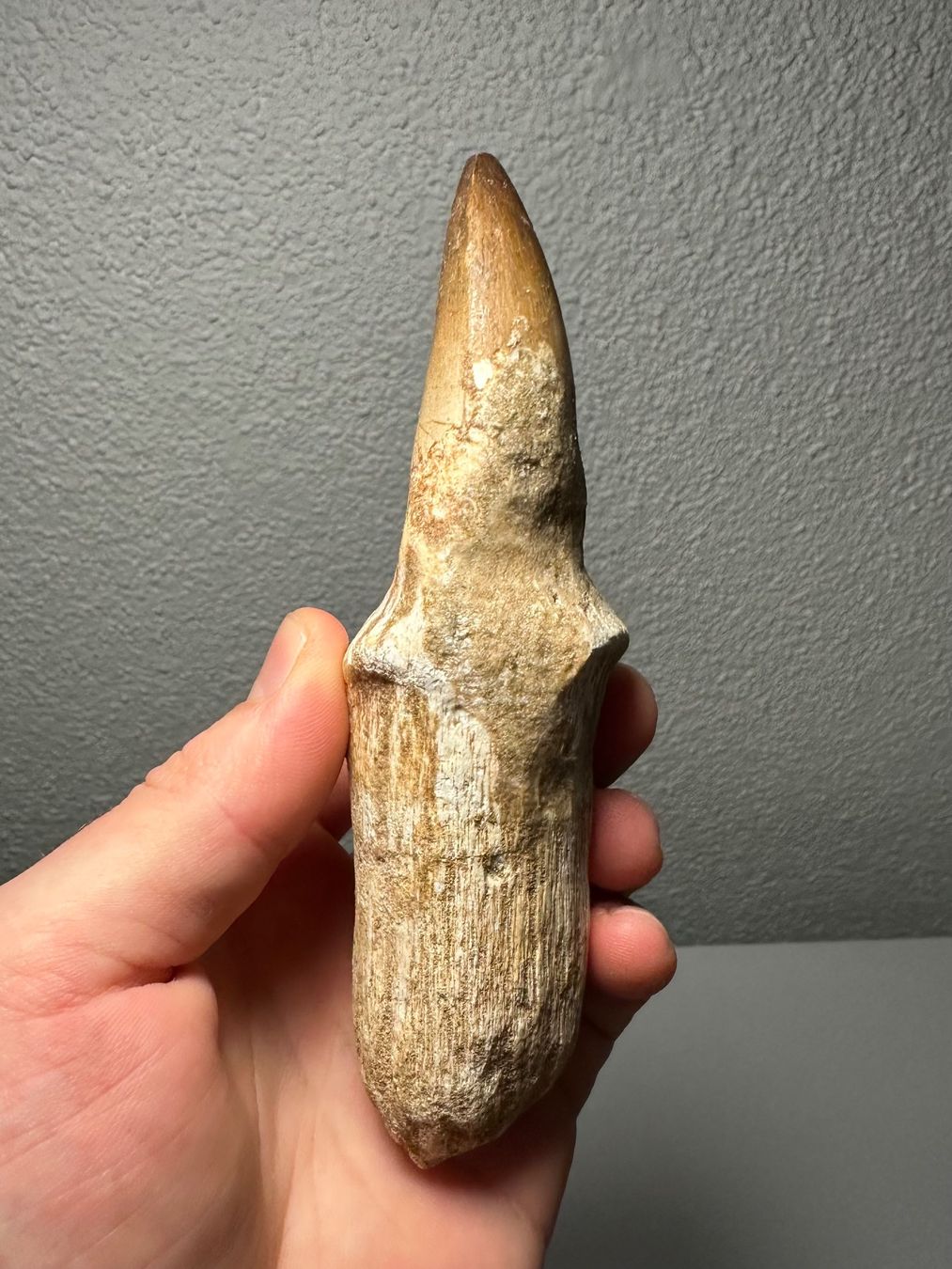 Fossili: Grosser Mosasaurus Zahn inkl. Wurzel – Usato da Lutzenberg venduto da CS65 3