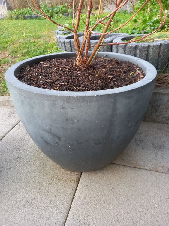 Dehner LeichtbetonPflanztopf (Topf Ø 44cm) Kaufen auf Ricardo