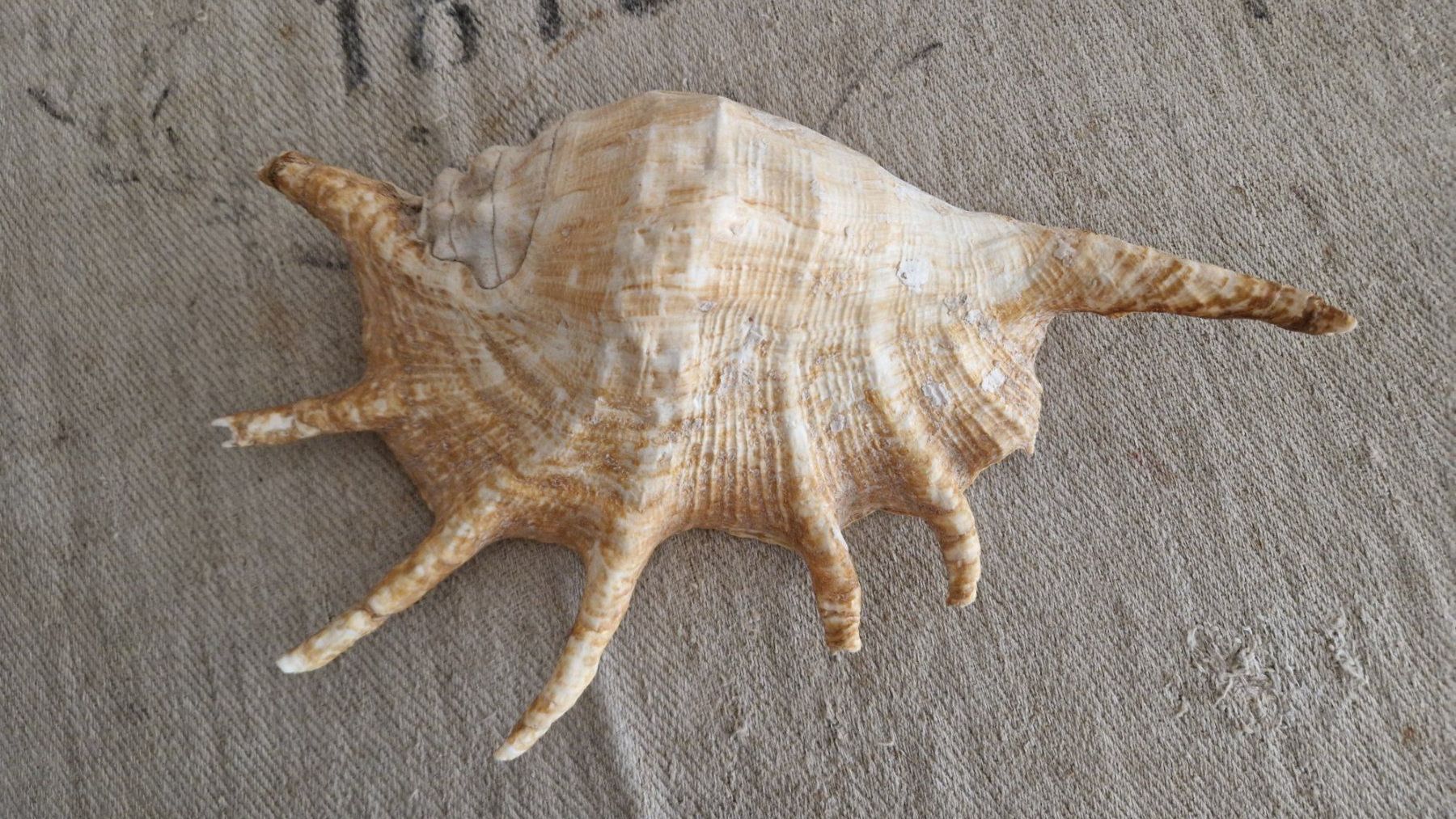 Fossiles: Lambis Spinnenschnecke ca. 32 cm – D'occasion à Rütihof par Teddy1985 2