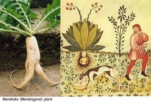 Plantes & graines: MANDRAGORE PLANTE MAGIQUE RARE !  3g – Neuf (Voir description) à Bremblens par FIBONACCI369 1