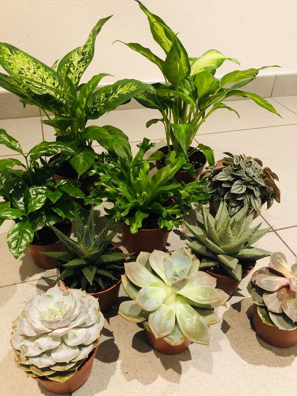 Pflanzen & Samen: 10 STK Sammlung von Pflanzen 10-30cm – Neu und originalverpackt aus Rovio von POSITIFFARTandPLANTS 7