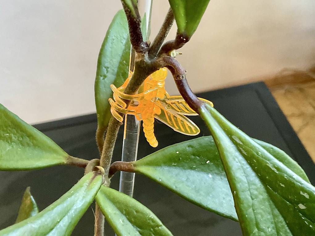 Pflanzen & Samen: Hoya pubicalix hawaien purple – Neu und originalverpackt aus Schönholzerswilen von Leavylounge 2