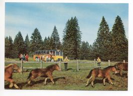 JURA Pferde Postauto