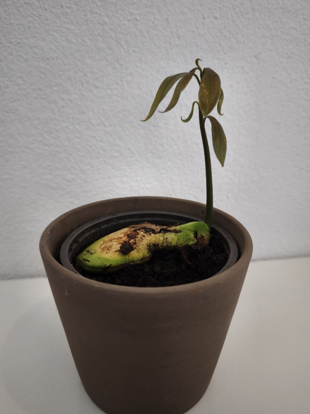 Piante & sementi: Mango Baum Pflanze – Nuovo (secondo la descrizione) da Uznach venduto da Mmanson1