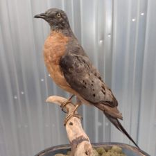 Profile image of Bwalti