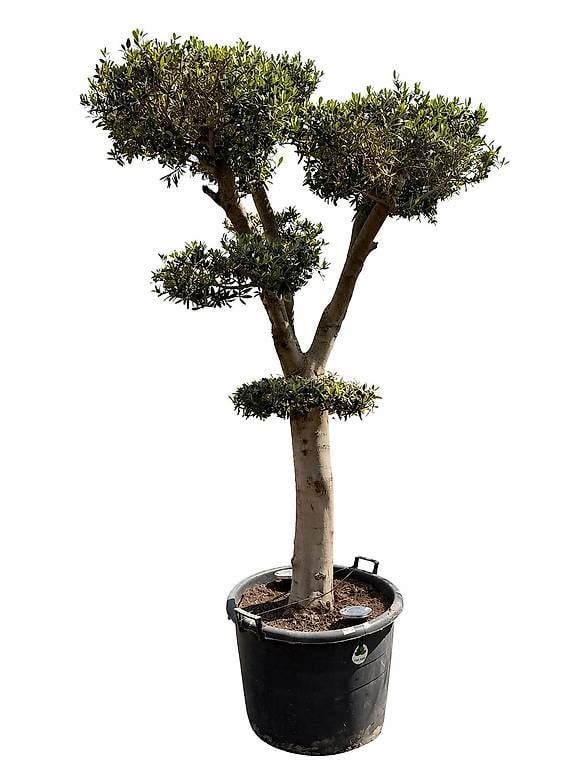 Pflanzen & Samen: Olivenbaum "Pom-Pom 1 – Gebraucht aus Zuckenriet von Thur_Plant