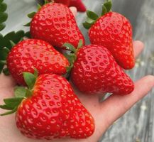 ERDBEERE "Quattro Stagioni" für den ganzen Sommer / 10 Samen