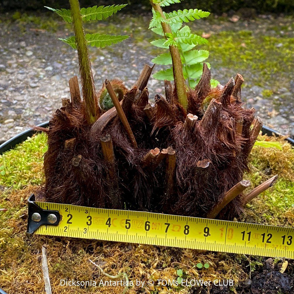 Piante & sementi: Dicksonia Antartica / Baumfarn - starker Doppelstamm – Nuovo e nell'imballaggio originale da Adliswil venduto da TAKEYOURPLANT 2