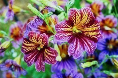 Piante & sementi: Salpiglossis sinuata  FLEUR RARE  20g – Nuovo (secondo la descrizione) da Bremblens venduto da FIBONACCI369 3