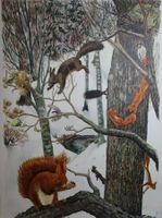 Schulwandbild, Wandbild, Lehrbild "Eichhörnchen" R. Hainard