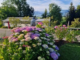Hortensie