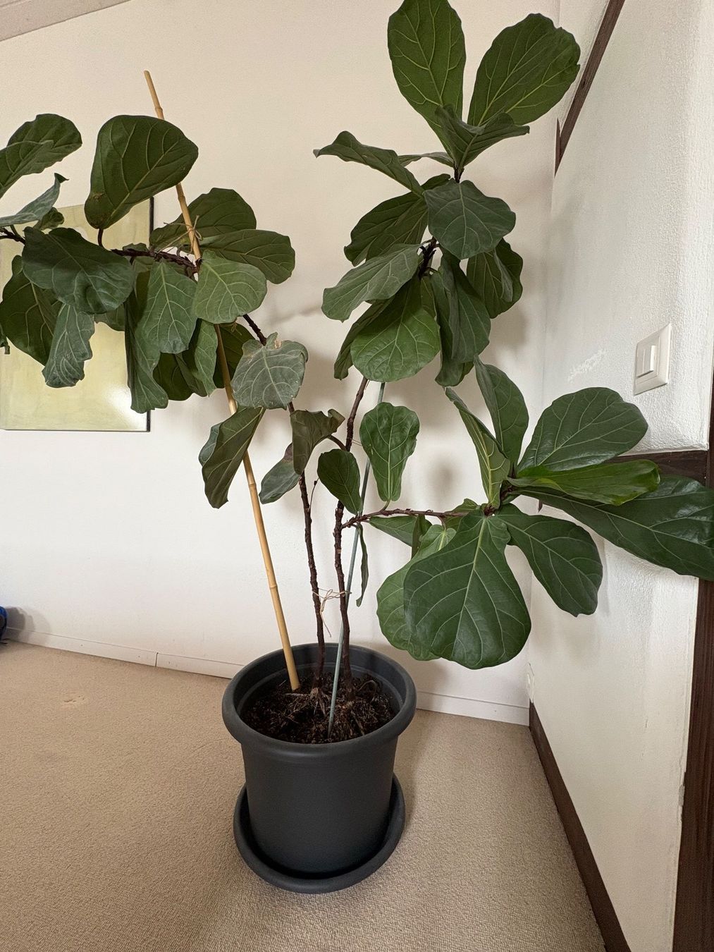 Zimmerpflanze Geigen-Feige / Ficus Lyrata 197 cm (Gebraucht) in  Mnchenbuchsee fr CHF 53  nur Abholung auf Ricardo kaufen
