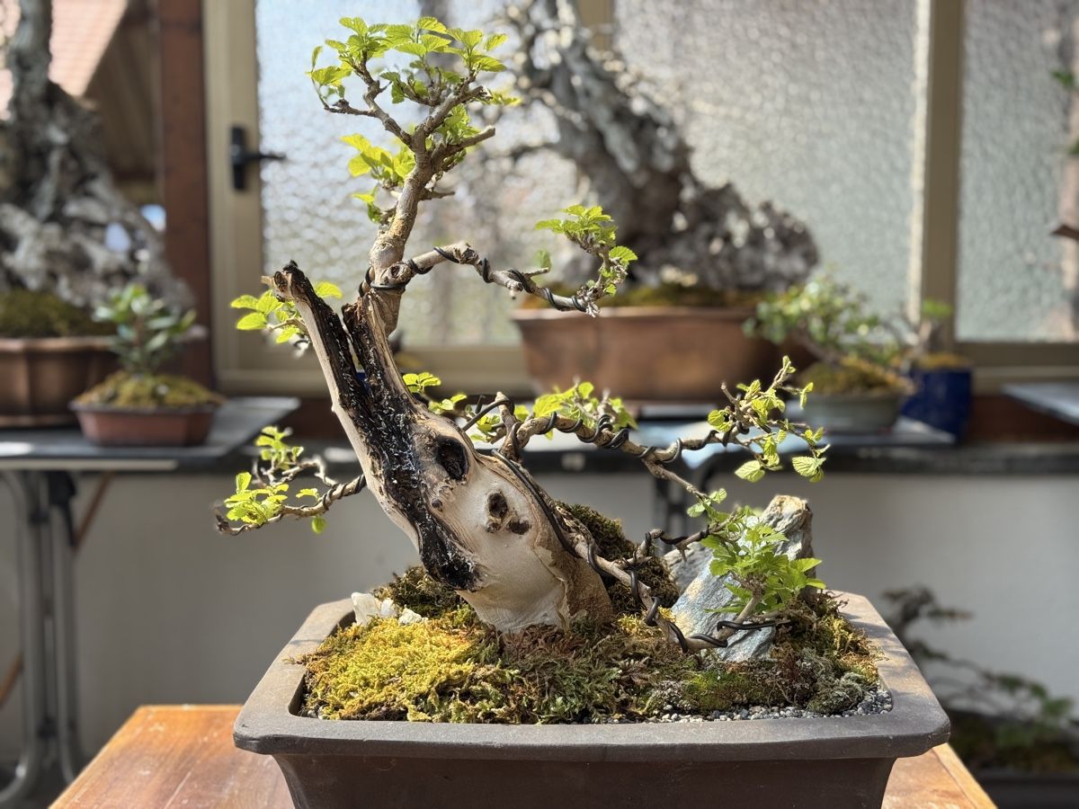 dracena marginata kaufen Dracaena marginata (dragon tree)