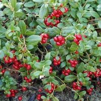 Airelle rouge  15cm  (Délicieux)