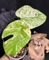 🔥 MONSTERA WHITE MONSTER SIZE „M“ HEAVILY VARIEGATED 🔥