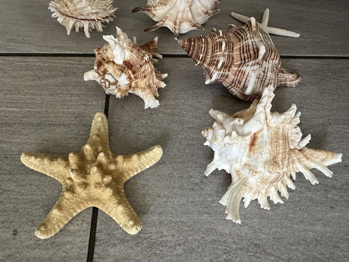 Fossili: Sieben grosse Muscheln und Seesterne – Nuovo (secondo la descrizione) da Rafz venduto da Dilifledermaus 1