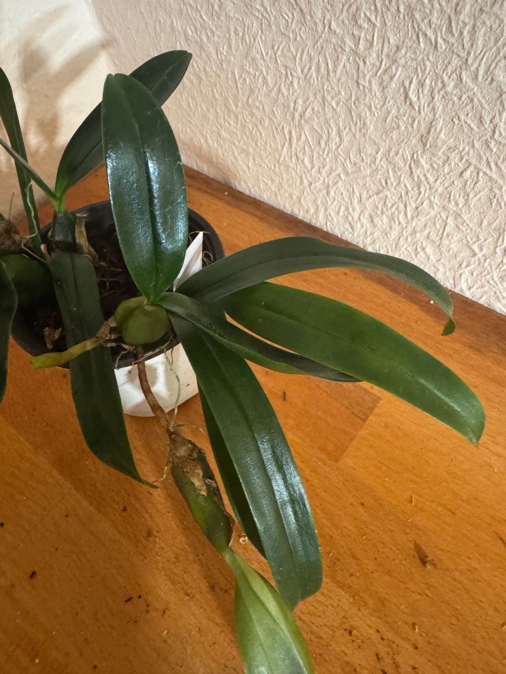 Plantes & graines: Bulbophyllum falcatum – D'occasion à Männedorf par mrclst 2