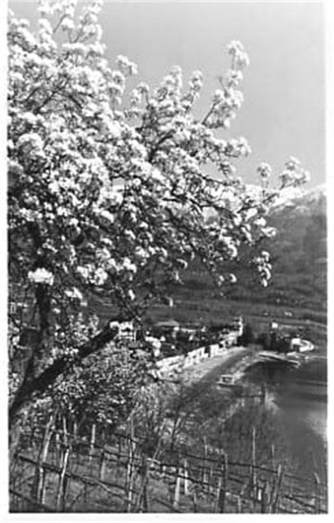 Ansichtskarten: Ascona, Photo Pancaldi – Gebraucht aus Ottikon b.Kemptth. von Neptun1974