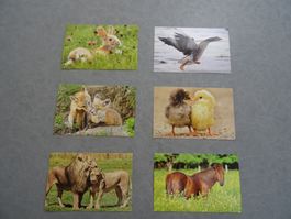 6 Postkarten Vier Pfoten