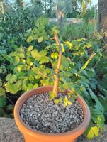 BURSERA Fagaroides (Plante sacée à encens) PLANT PALO SANTO