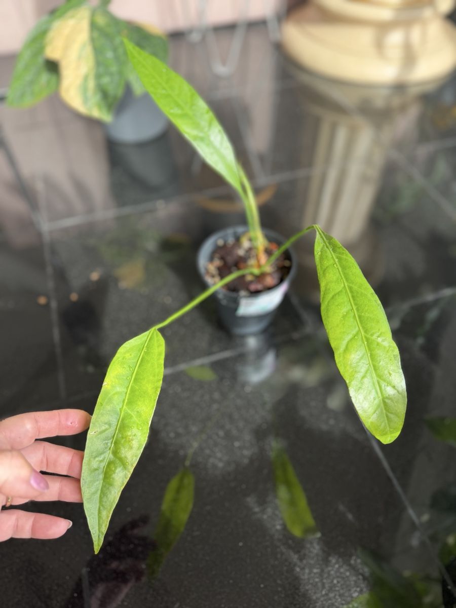 Pflanzen & Samen: Anthurium zeensatum – Neu (gemäss Beschreibung) aus Buchrain von Stetoscop
