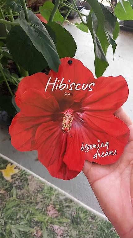 Pflanzen & Samen: Hibiskus Busch  – Gebraucht aus Rothrist von tro_567r 3