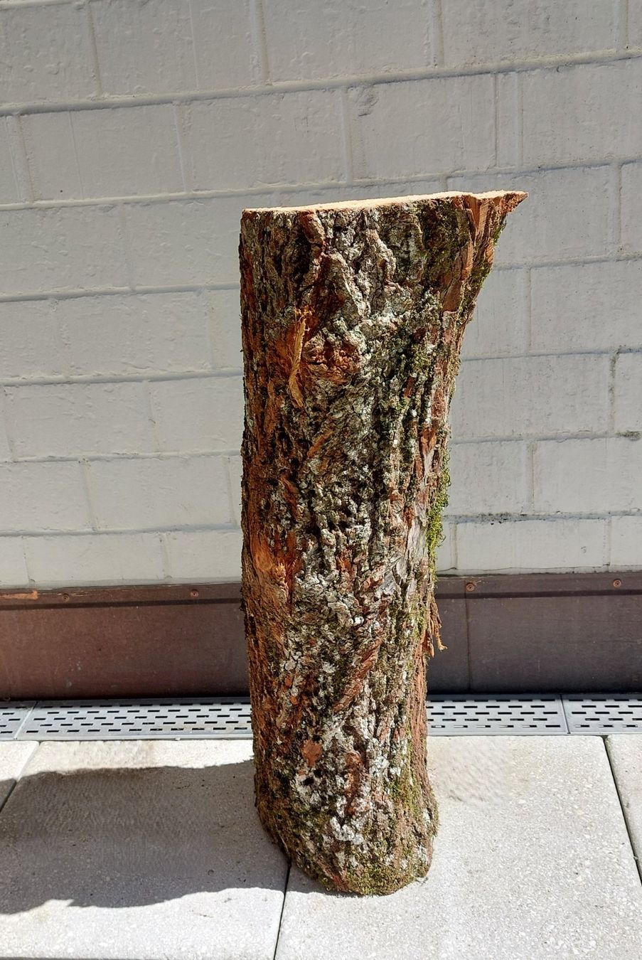 Holzartikel: Brennholzstamm für Chemine, Deko, Rundholz oder Scheitstock – Neu (gemäss Beschreibung) aus Bergdietikon von lop01 4