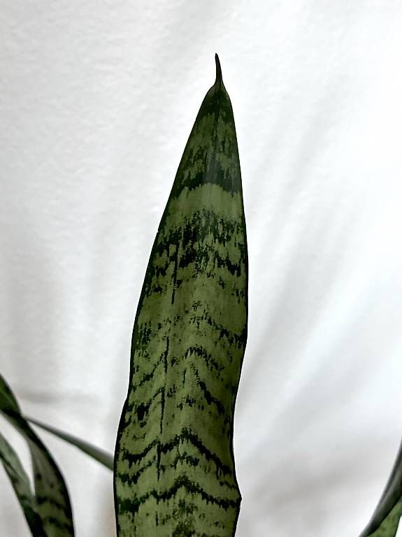 Piante & sementi: Plante verte d’intérieur – Usato da Chez-le-Bart venduto da emma.bourdieu 1