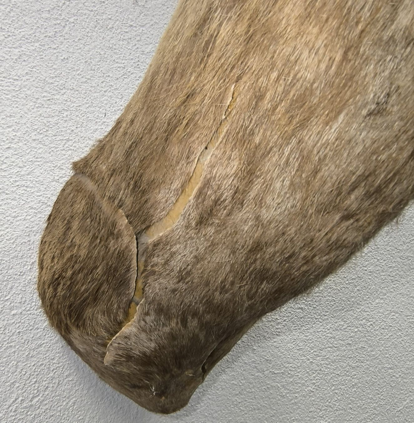 Il mondo degli animali: Steinbock Trophäe – Usato da Rüti ZH venduto da Restwert_Rueti_ZH 4