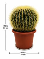 🌵 Exklusive Kaktus-Sammlung aus über 50 Jahren – Einmalige 