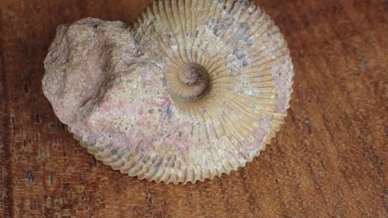 Fossili: schöner Ammonit aus Anwil  BL – Usato da Rickenbach BL venduto da Oktober68 3