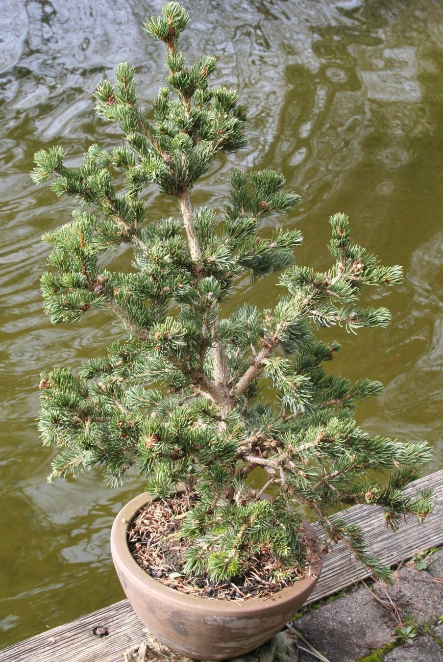 Piante & sementi: BONSAI  -  Zapfen-Fichte – Usato da Gretzenbach venduto da Sikim 3