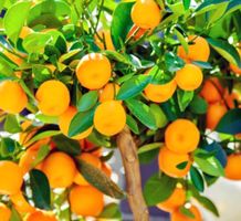 Ab 5.- fr 3  Samen Süße MANDARINE (zur Keimung zu Hause)