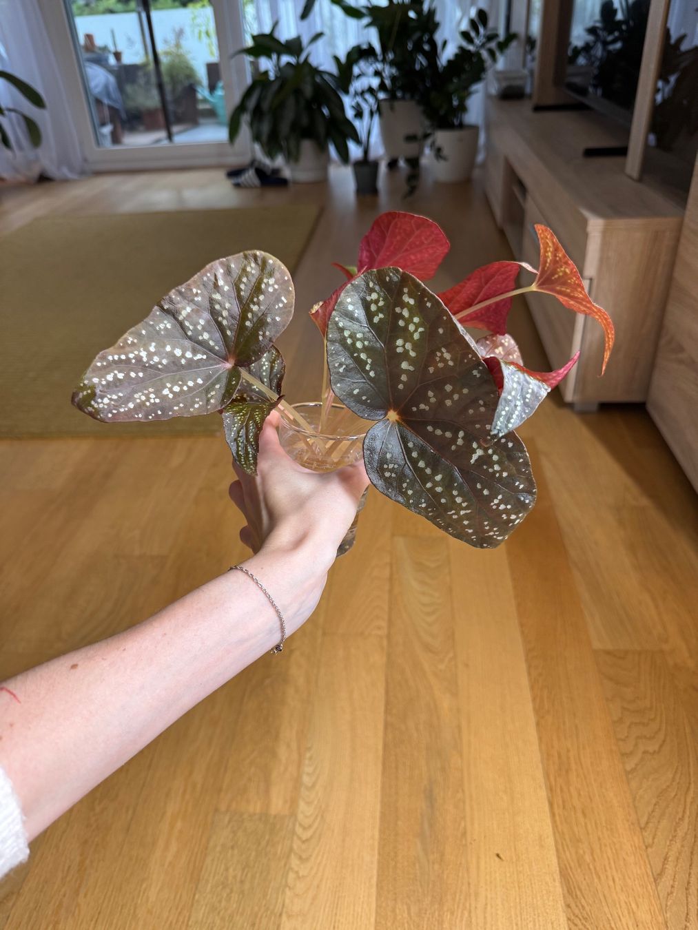 Pflanzen & Samen: Begonia sp. Pandora – Gebraucht aus Goldau von b4mxshk 3