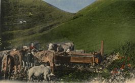 Lenk   BE  im Simmental   -  Alp / Kühe     um  1 9 0 5